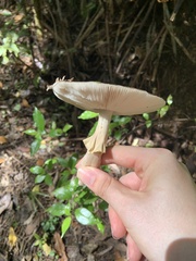 Amanita nothofagi