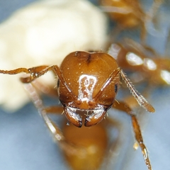 Solenopsis amblychila