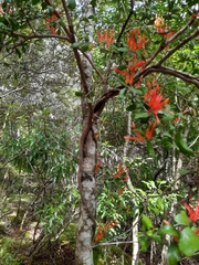 Peraxilla tetrapetala