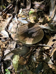 Amanita nothofagi