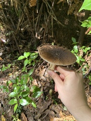 Amanita nothofagi