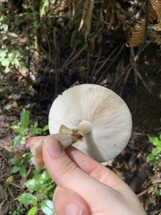 Amanita nothofagi