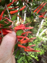 Peraxilla tetrapetala