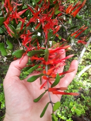 Peraxilla tetrapetala