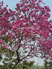 Tabebuia rosea