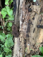 Porotheleaceae