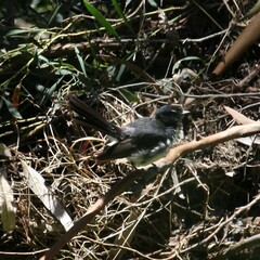 Rhipidura leucophrys