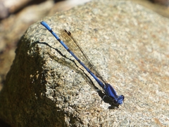 Argia elongata