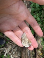 Porotheleaceae
