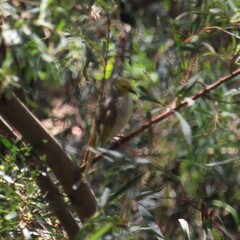 Ptilotula penicillata