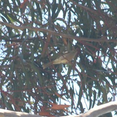 Ptilotula penicillata