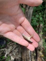 Porotheleaceae
