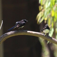 Rhipidura leucophrys