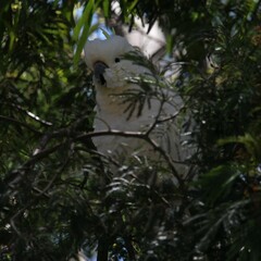 Cacatua galerita