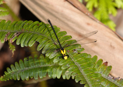 Austroargiolestes aureus