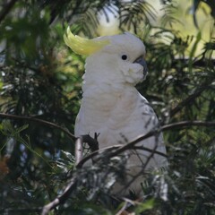 Cacatua galerita