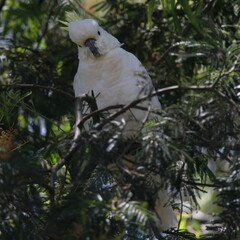 Cacatua galerita