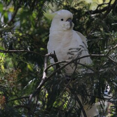 Cacatua galerita