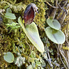 Corybas orbiculatus