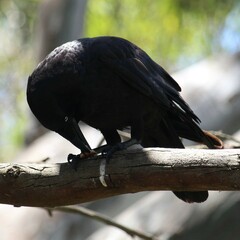 Corvus
