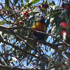 Trichoglossus moluccanus