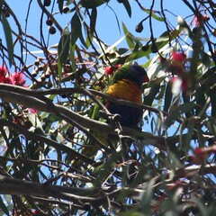 Trichoglossus moluccanus
