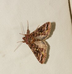 Autographa mappa