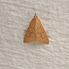 Ecpyrrhorrhoe damastesalis