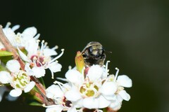 Lipotriches flavoviridis