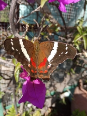 Anartia fatima colima