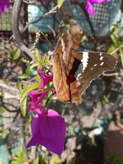 Anartia fatima colima