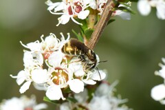 Lipotriches flavoviridis
