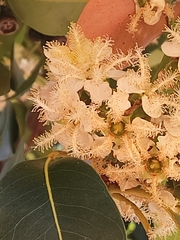 Lophostemon confertus