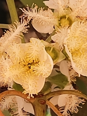 Lophostemon confertus