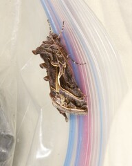 Autographa flagellum