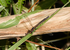Austroargiolestes aureus