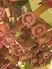 Lophostemon confertus