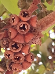 Lophostemon confertus