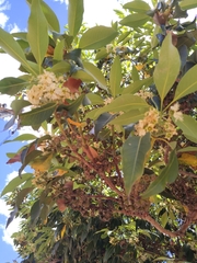 Lophostemon confertus