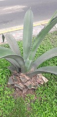 Agave salmiana