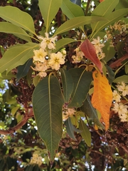 Lophostemon confertus