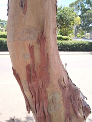 Lophostemon confertus