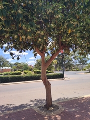 Lophostemon confertus