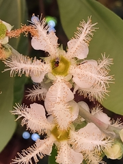 Lophostemon confertus