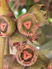 Lophostemon confertus