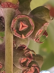 Lophostemon confertus