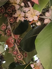 Lophostemon confertus