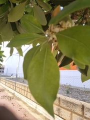 Lophostemon confertus