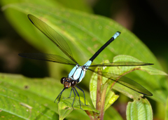 Diphlebia euphoeoides