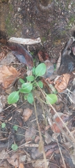Hesperis matronalis